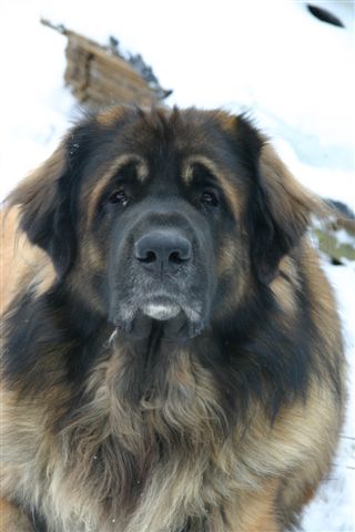 Publication : d'Horeor des forges de fer Auteur : Nadine THEVENOT