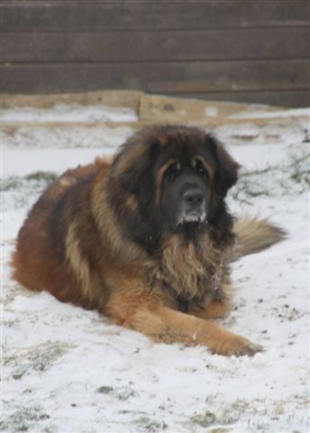 Publication : d'Horeor des forges de fer Auteur : Nadine THEVENOT