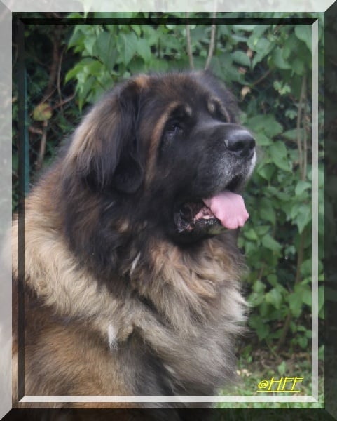 Publication : d'Horeor des forges de fer Auteur : Nadine THEVENOT