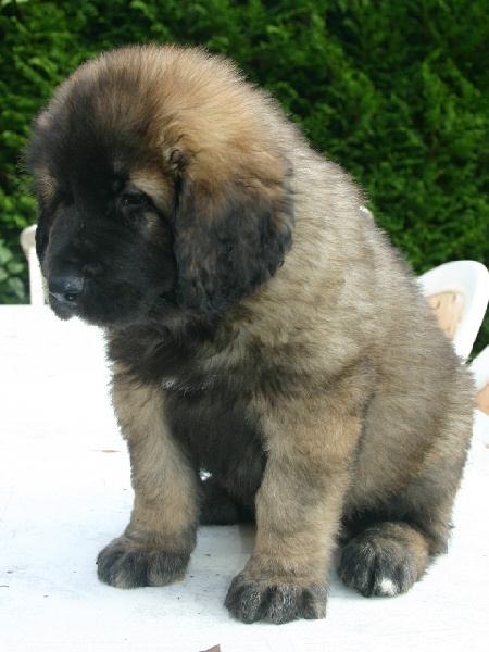 Publication : d'Horeor des forges de fer Auteur : Nadine THEVENOT