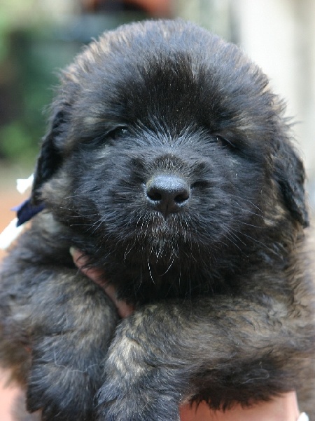 Publication : d'Horeor des forges de fer Auteur : Nadine THEVENOT