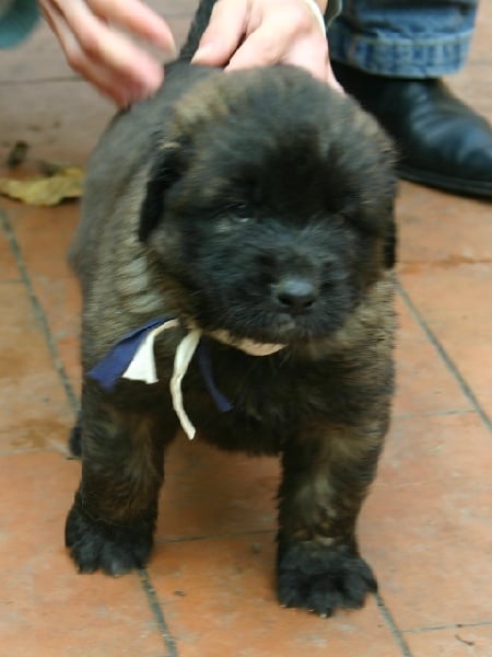 Publication : d'Horeor des forges de fer Auteur : Nadine THEVENOT