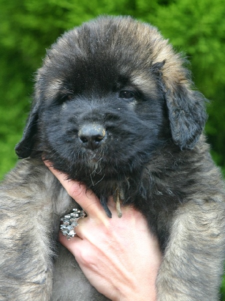 Publication : d'Horeor des forges de fer Auteur : Nadine THEVENOT