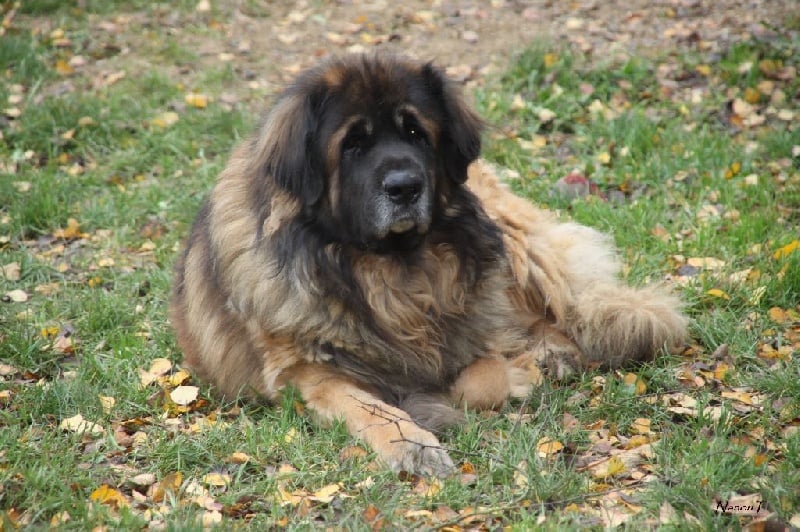 Publication : d'Horeor des forges de fer Auteur : Nadine THEVENOT