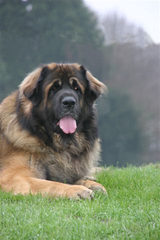 Publication : d'Horeor des forges de fer Auteur : Nadine THEVENOT