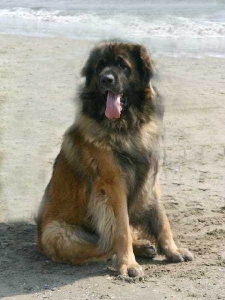 Publication : d'Horeor des forges de fer Auteur : Nadine THEVENOT