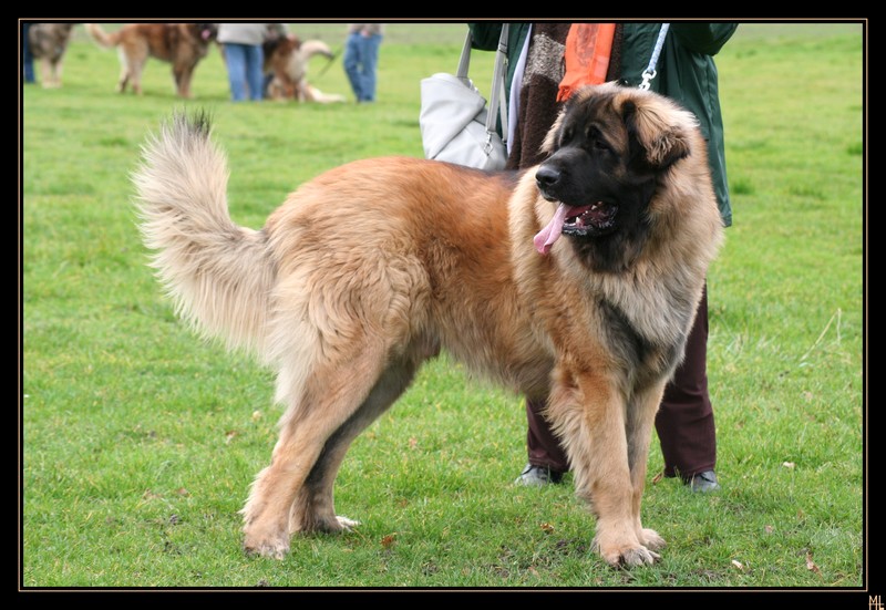 Publication : d'Horeor des forges de fer Auteur : Nadine THEVENOT