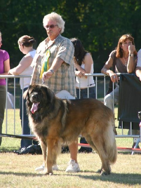 Boïan océane du clos des Tzars de Montagne - 1er Exc COM - CAC - MDR