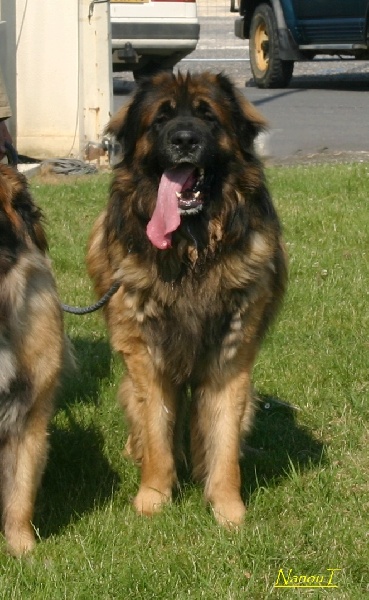 Boïan océane du clos des Tzars de Montagne - 1er Exc en COM - CAC - MDR