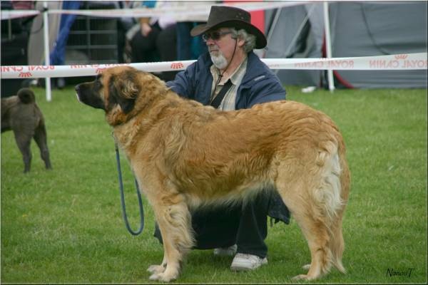 Vetchorka Du clos des grès - 2ème Exc (classe ouverte femelle) + RCAC