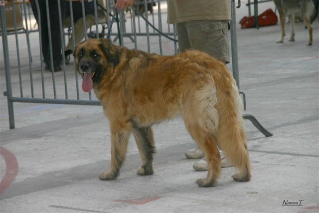 Vetchorka Du clos des grès - 2ème Exc en COF - RCAC