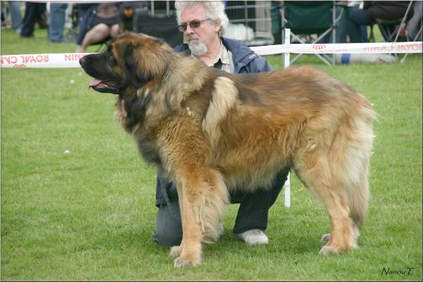 Boïan océane du clos des Tzars de Montagne - 1er Exc (classe ouverte mâle) + CAC