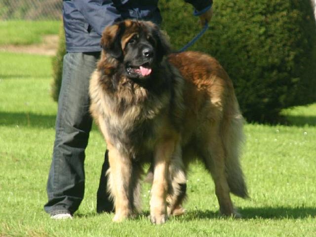 Boïan océane du clos des Tzars de Montagne - Excellent