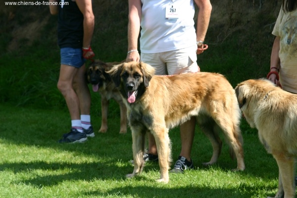 Vetchorka Du clos des grès - 2ème Excellent