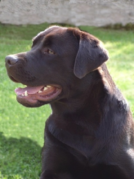 Publication : du Castel du Tremblay