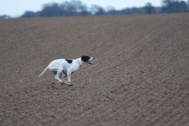 TR. Chivas de Gavatot - 2 EXC