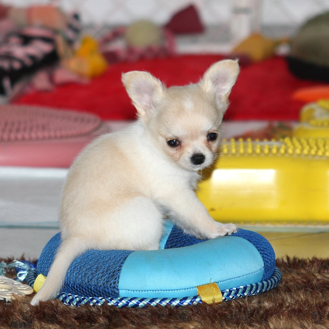 Chihuahua - du Domaine de Jean-Vincéanne