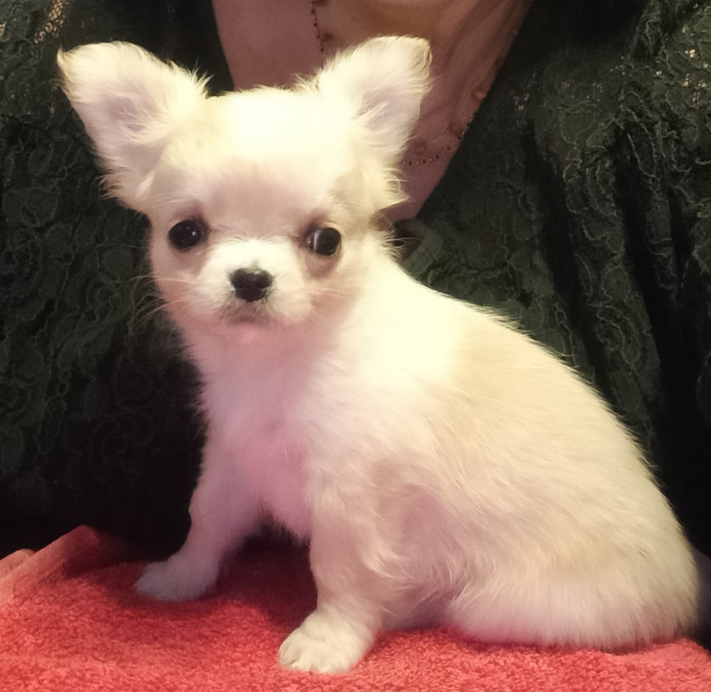 Chihuahua - du Domaine de Jean-Vincéanne