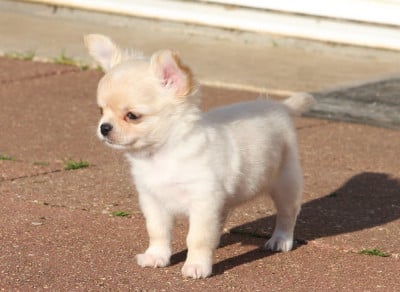 Les chiots de Chihuahua