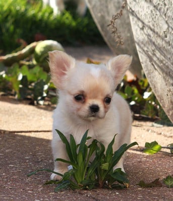 Les chiots de Chihuahua