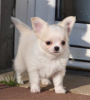 Les chiots de Chihuahua