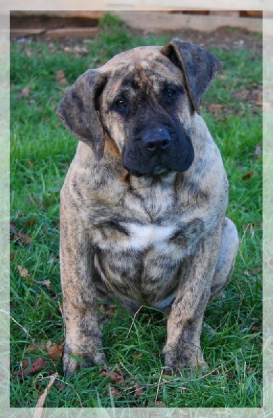 Publication : El Corazon Del Cazador Auteur : corazon del cazador