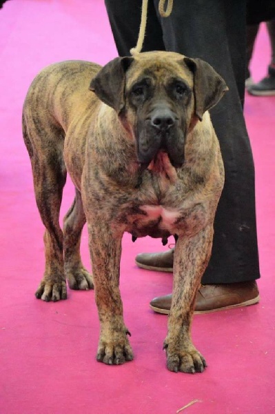 Publication : El Corazon Del Cazador Auteur : corazon del cazador