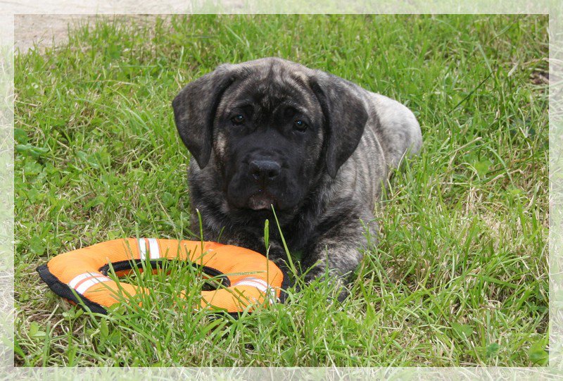 Publication : El Corazon Del Cazador