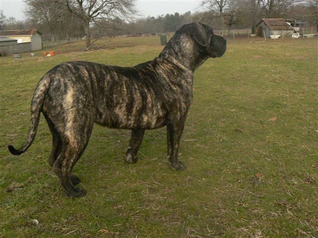 Esperanza El Corazon Del Cazador