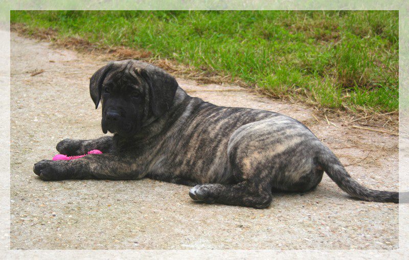 Publication : El Corazon Del Cazador