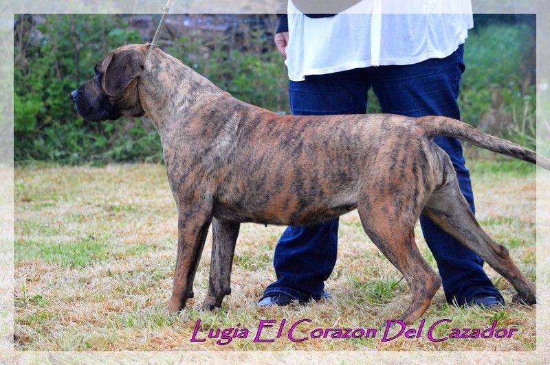 Publication : El Corazon Del Cazador Auteur : ecdc