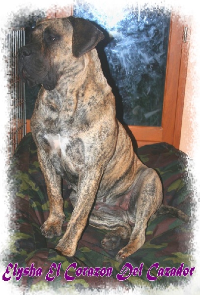 Publication : El Corazon Del Cazador Auteur : corazon del cazador