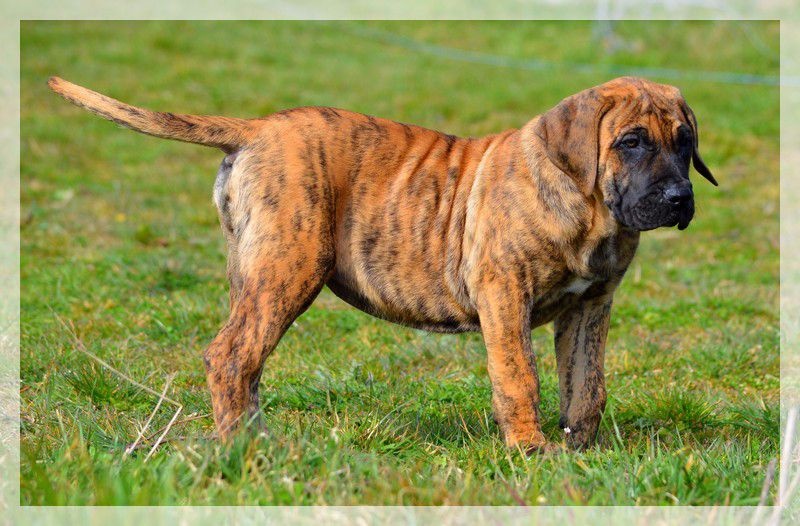 Publication : El Corazon Del Cazador Auteur : ecdc