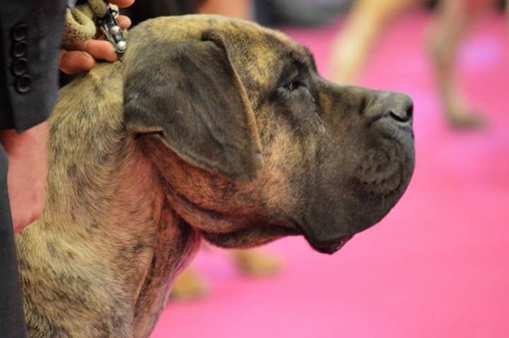 Publication : El Corazon Del Cazador Auteur : corazon del cazador