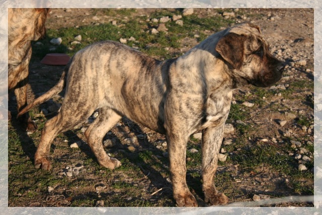 Publication : El Corazon Del Cazador Auteur : corazon del cazador