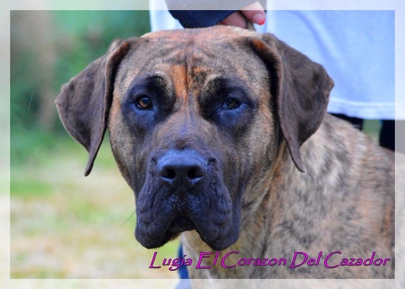 Publication : El Corazon Del Cazador Auteur : ecdc