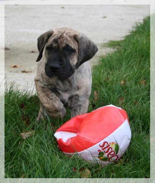 Publication : El Corazon Del Cazador Auteur : corazon del cazador