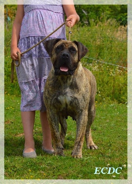 Publication : El Corazon Del Cazador Auteur : corazon del cazador