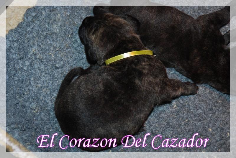 Esperanza El Corazon Del Cazador