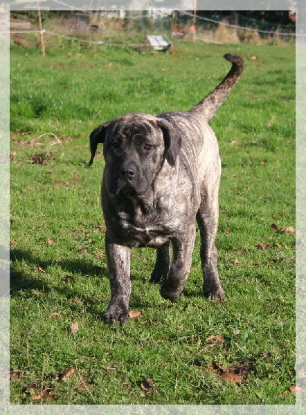 Publication : El Corazon Del Cazador