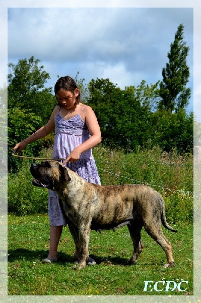 Publication : El Corazon Del Cazador Auteur : corazon del cazador