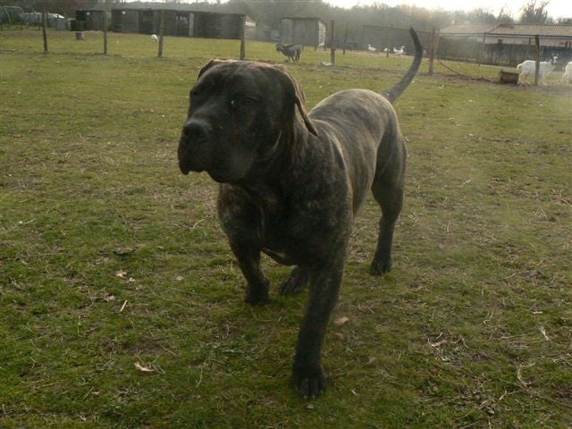 Esperanza El Corazon Del Cazador