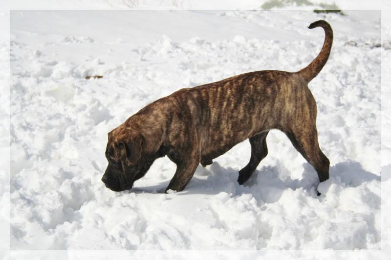 Publication : El Corazon Del Cazador