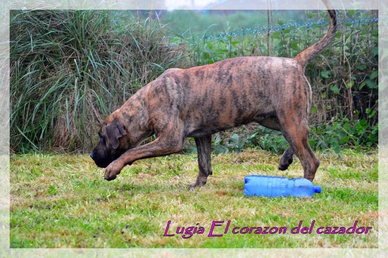 Publication : El Corazon Del Cazador Auteur : ecdc