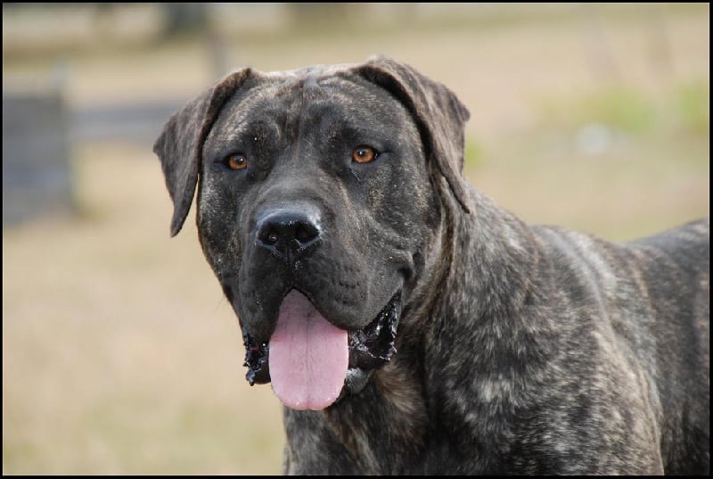 Esperanza El Corazon Del Cazador