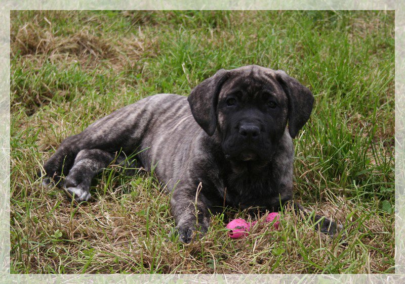 Publication : El Corazon Del Cazador