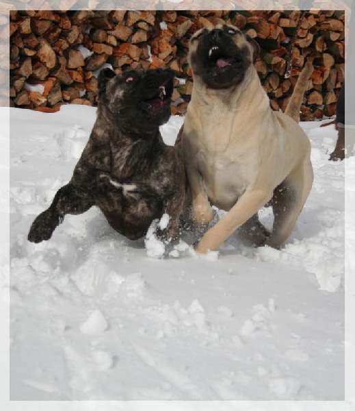 Publication : El Corazon Del Cazador