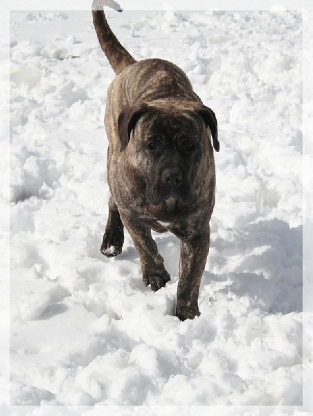 Publication : El Corazon Del Cazador