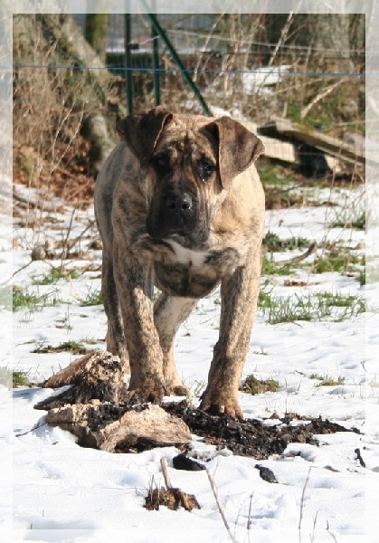 Publication : El Corazon Del Cazador Auteur : corazon del cazador