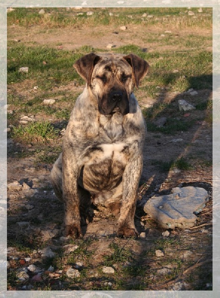 Publication : El Corazon Del Cazador Auteur : corazon del cazador